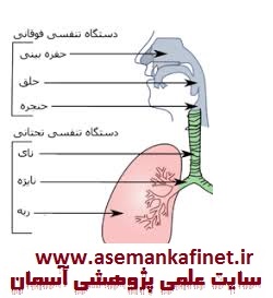 الف( به نظر شما هوا هنگام عبور از مجاری تنفسی چه تغییری می کند؟ ب( شما می توانید از طریق بینی و دهان 